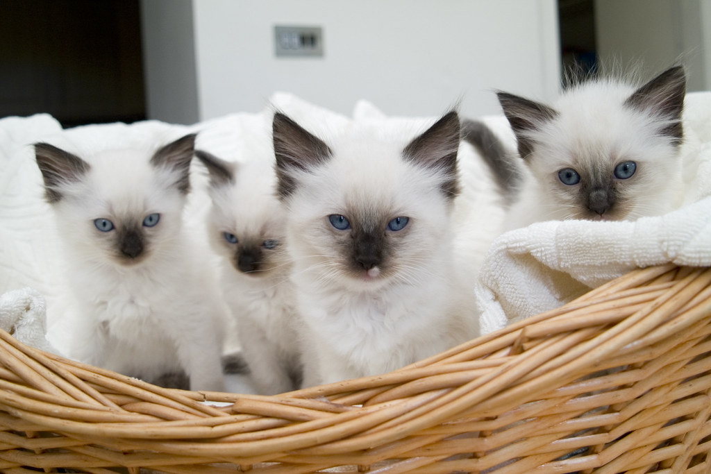 ragdoll kittens on a basket