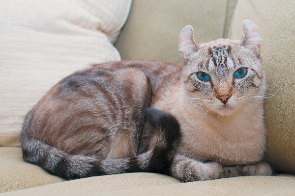 american curl sitting on a couch