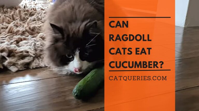 Can Ragdoll Cats Eat Cucumber