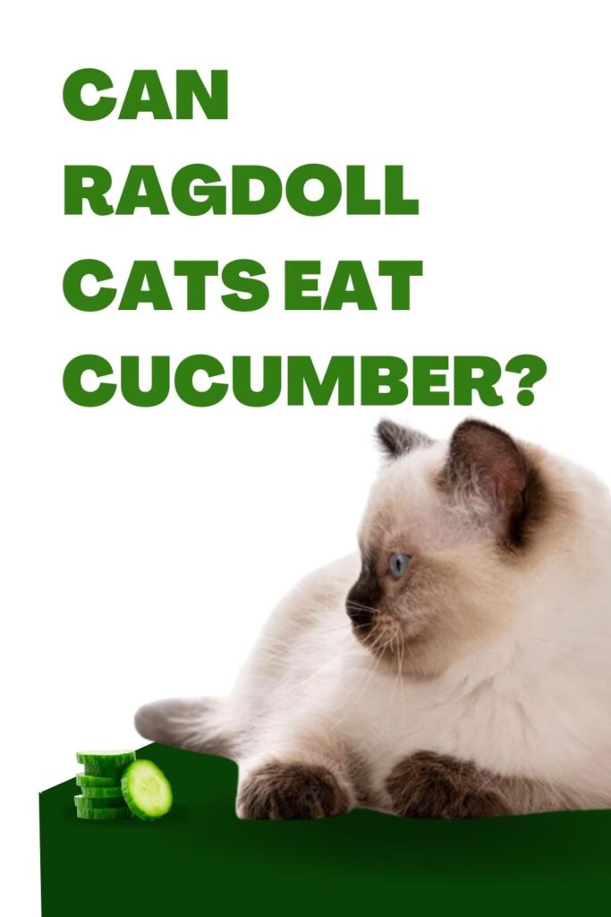 Ragdoll Cats Eat Cucumber