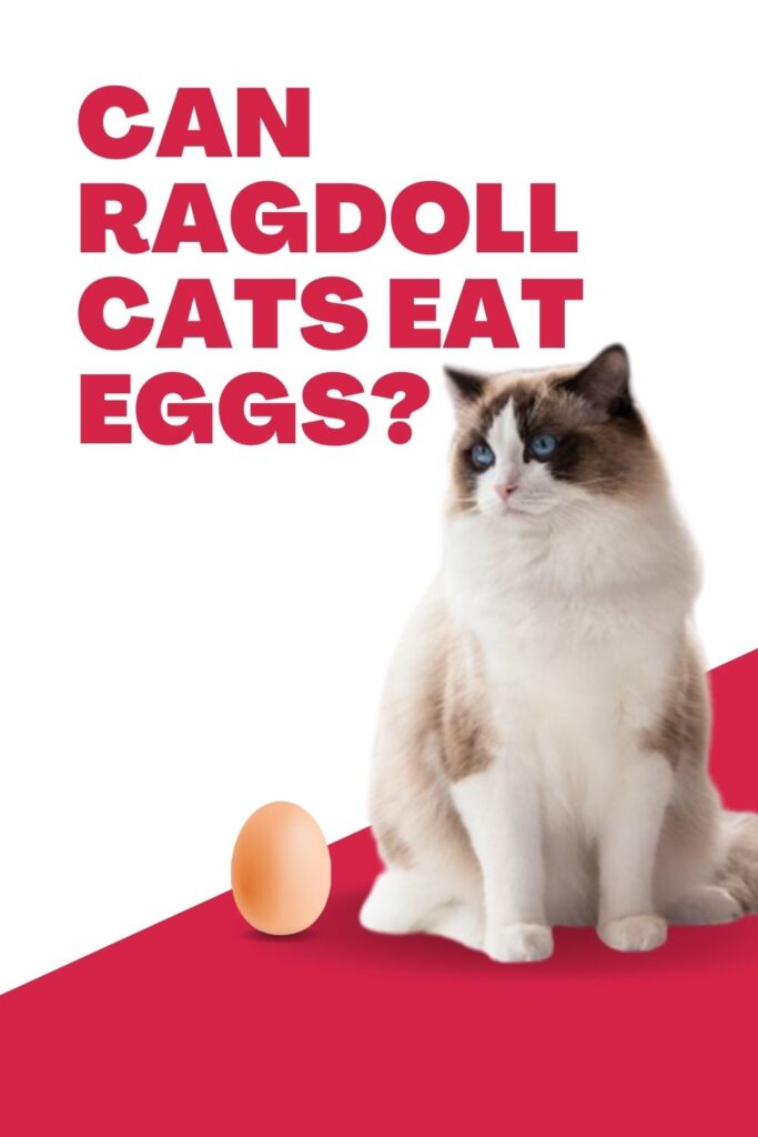 should you feed your ragdoll cat egs or not?
