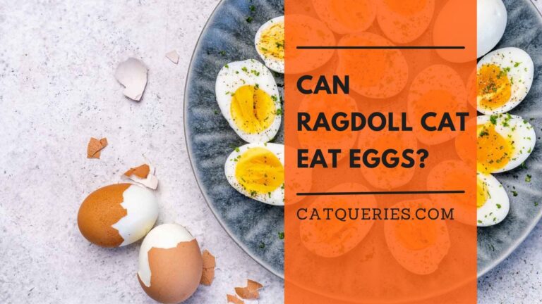 Can Ragdoll cat eat eggs