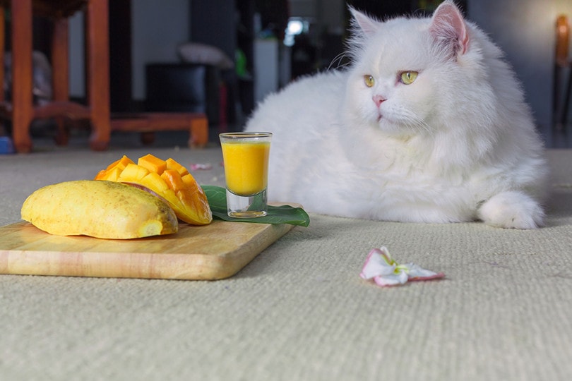 Gato persa mirando el zumo de mango y mangos