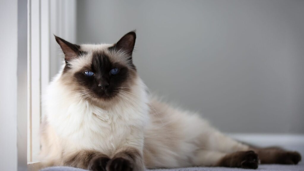 Balinese large nose cat breed
