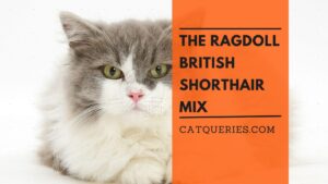 cross kitten from ragdoll and british shorthair