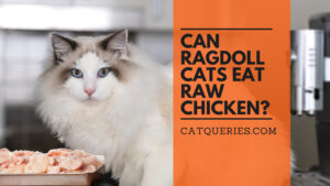 can ragdoll cat eats raw chicken