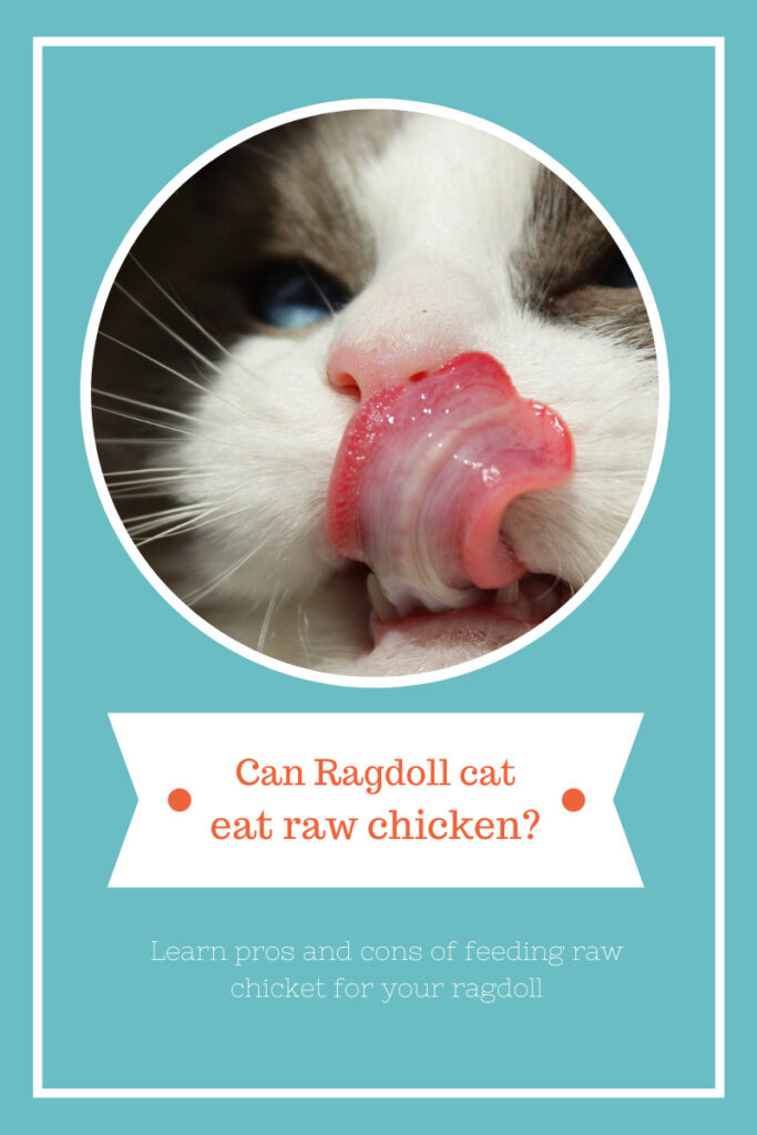 can ragdoll cat eat raw chicken