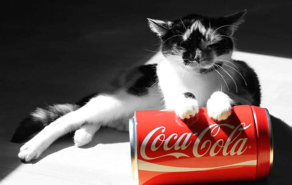 Cat sitting on a coke bottle
