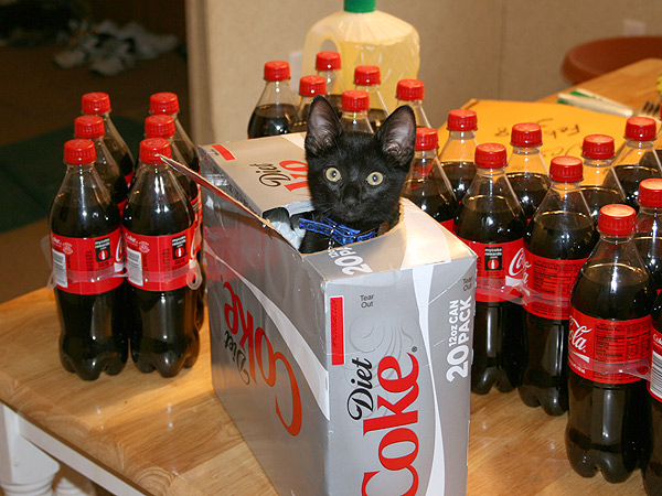 diet coke and cats