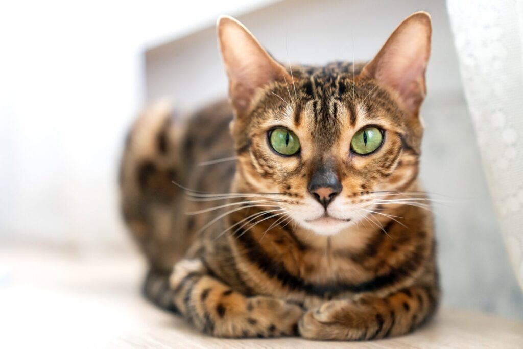 long nosed bengal cat breed