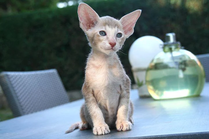 Oriental shorthair cat breed with long nose