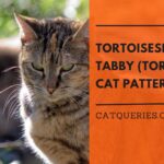 tortoiseshell tabby (Torbie) Cat Pattern