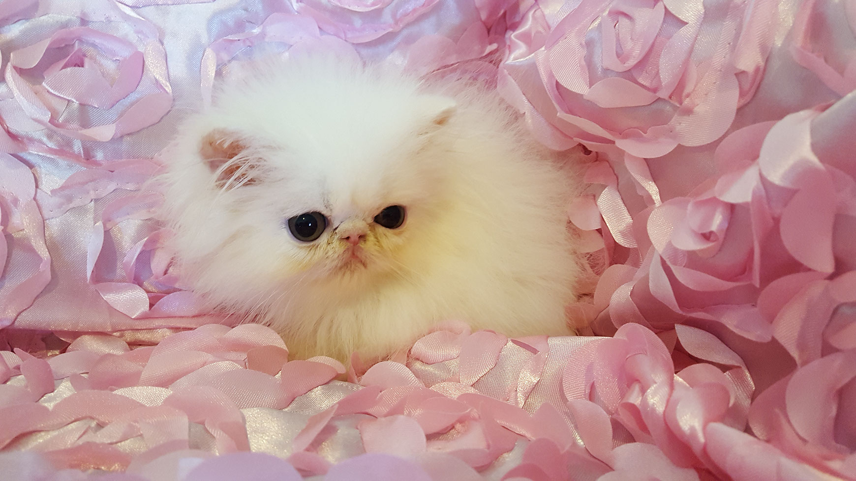 Persian Kitten for sale in Texas Persian Cat Breeders in Texas Cat
