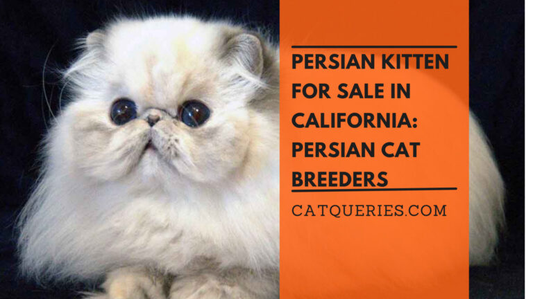 Persian Kitten for sale in California Persian Cat Breeders