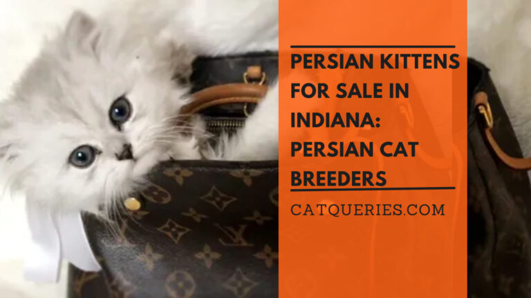 Persian Cat Breeders in Indiana