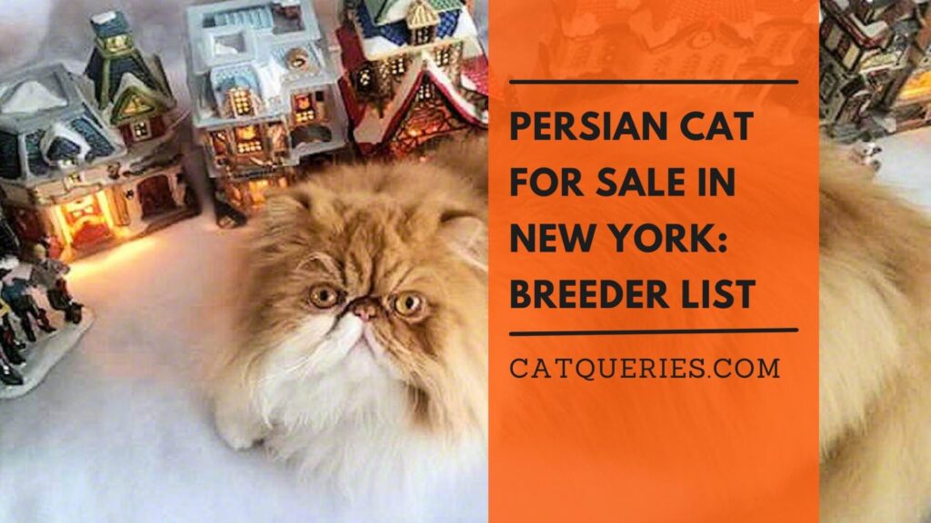 Persian Cat Lifespan, Ways to Increase Life Expectancy CatQueries