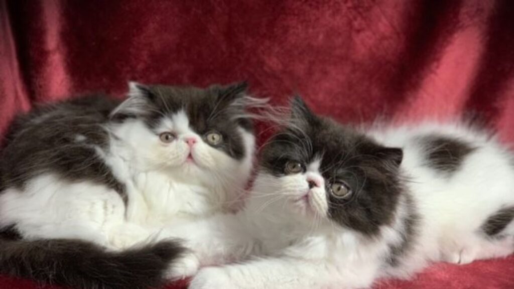 Persian cats and kittens for sale in ohio