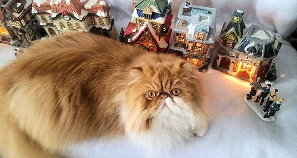 Persian cats and kittens for sale in New York via reputable breeders