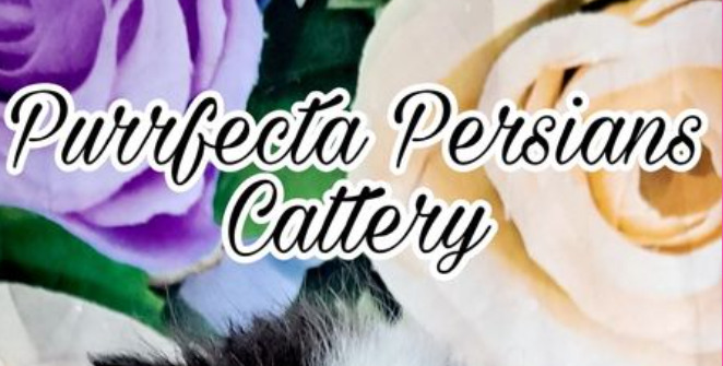 Purrfecta Persians Cattery Indiana
