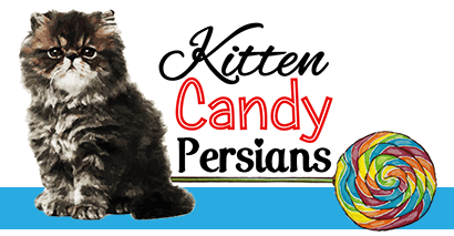 Kitten Candy Persians