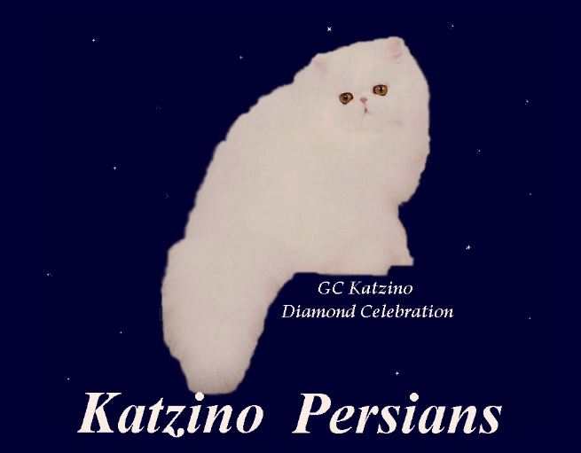 Katzino persians