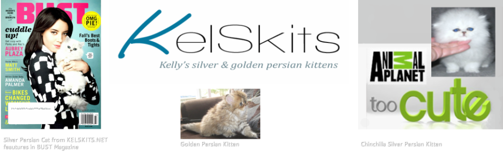 Kelly's silver and golden persian kittens