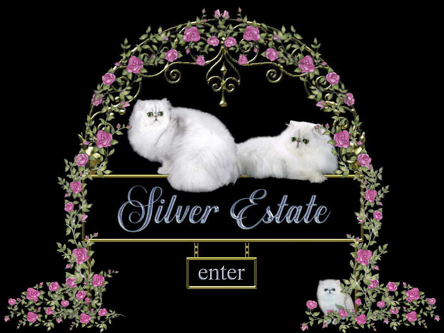 silver state Persian cattery