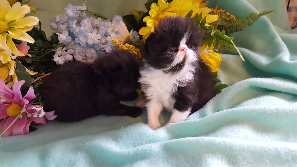 Persian Kittens for Sale in Georgia