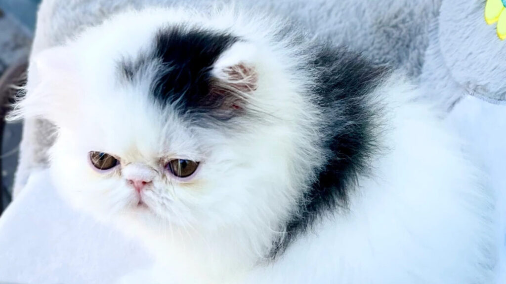 Persian Kittens for Sale in Iowa