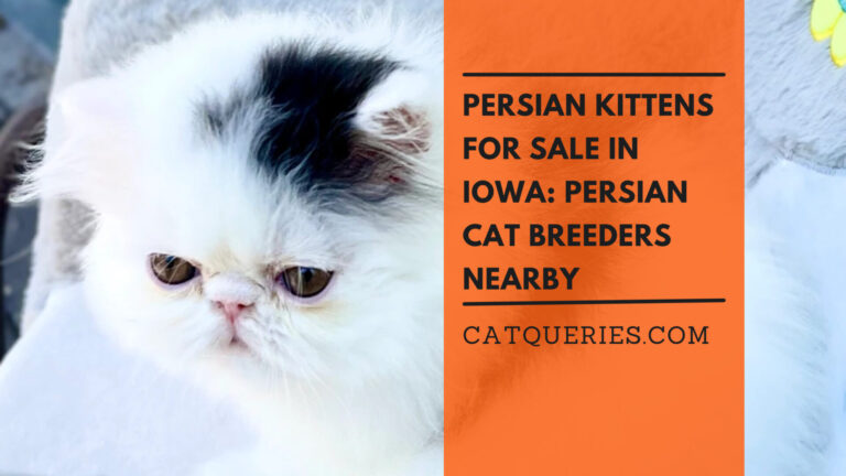 Persian cat breeders in Iowa