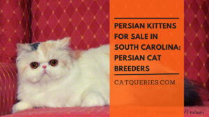 Persian Cat Breeders