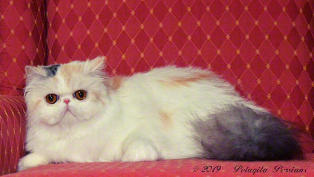 Persian kittens for sale in south carolina