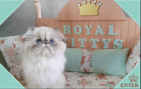 Royal kittys