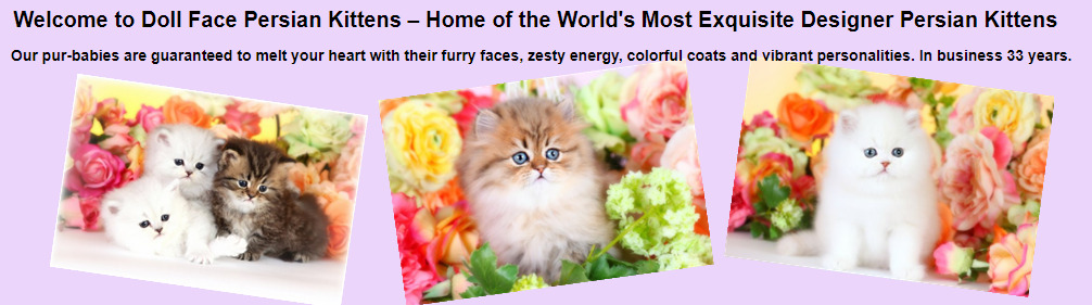 Dollfaced persian kittens cattery