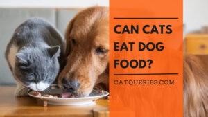 cat and dogs eating together dog food