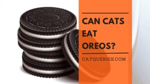 Can Cats Eat OREOS