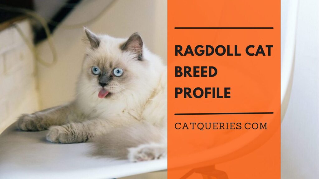 Ragdoll Health Issues The Risks and Dangers of Owning a Ragdoll Cat