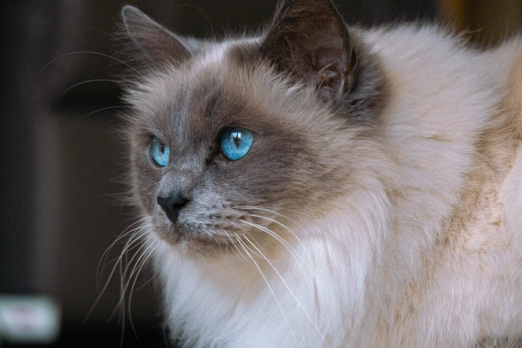 Cute ragdoll with blue eyes