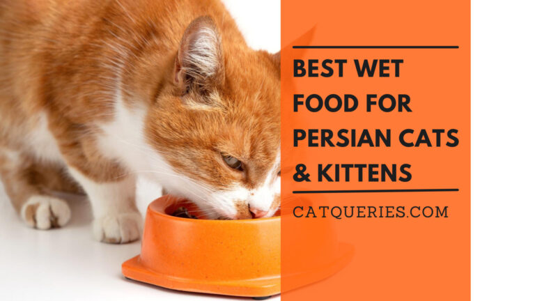 Best Wet Food For PERSIAN CATS & KITTENS