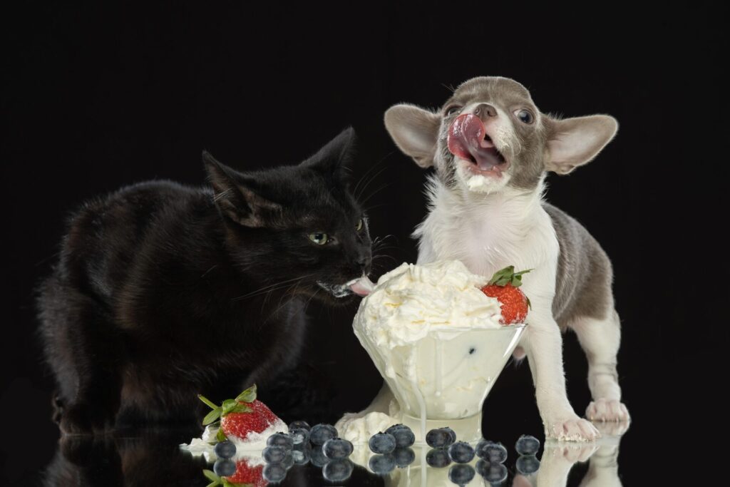 Dog and cat eating ice-cream