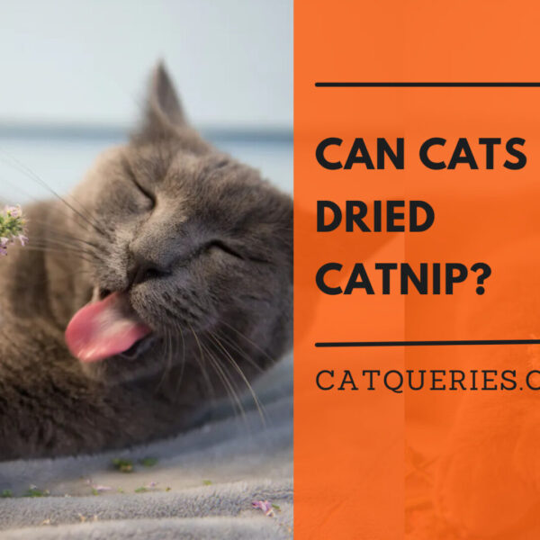 Can cats eat dried catnip?