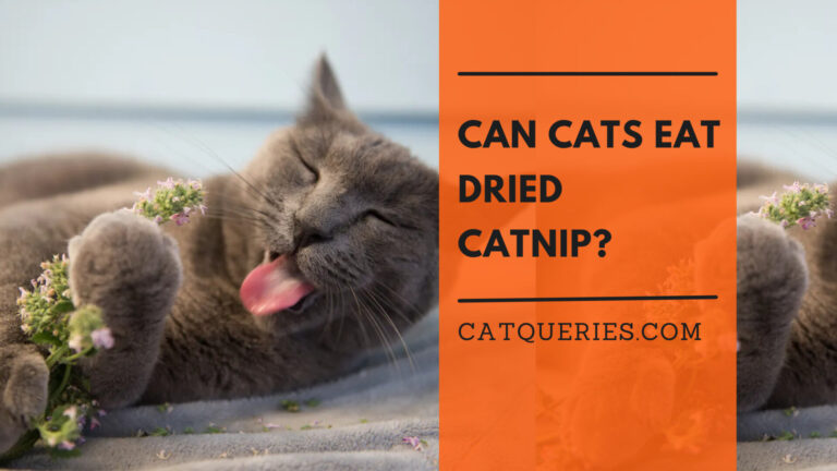 can cat eat dried catnip