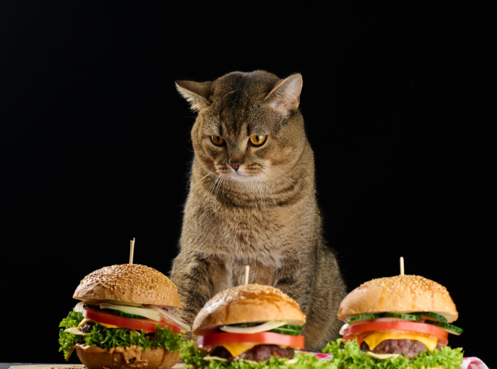 Adult gray scottish straight cat sits near cheeseburgers table black background 1