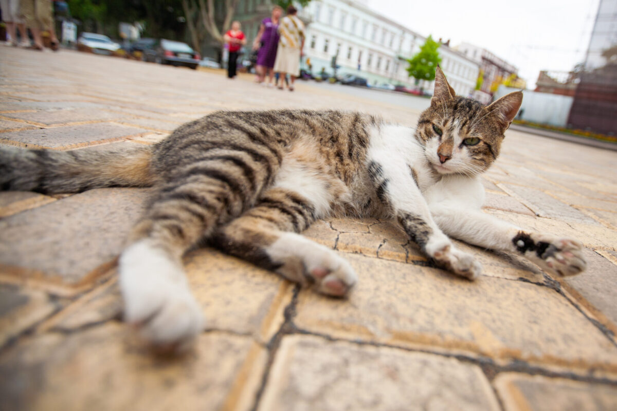 Can cats eat dried catnip? Cat Queries