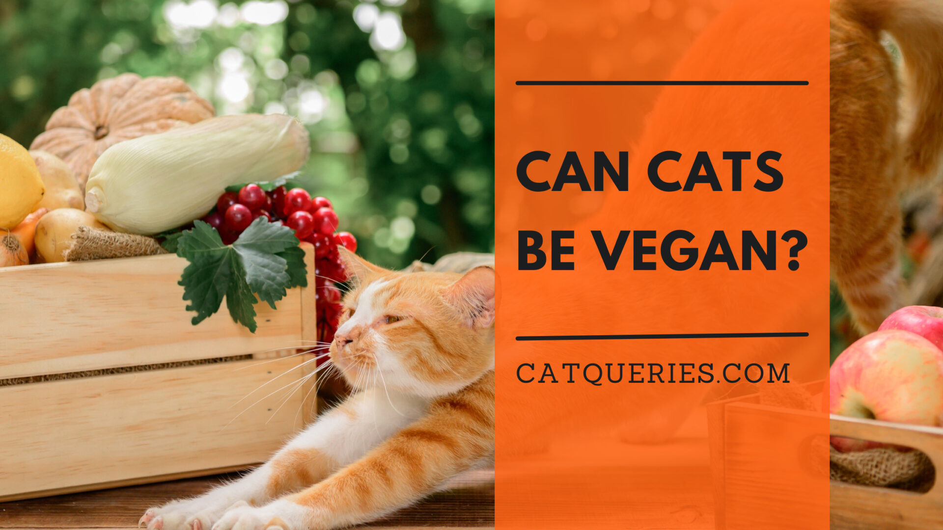 Can cats be vegan?