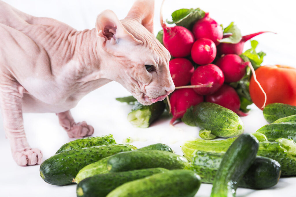 Cat trying to eat vegetables