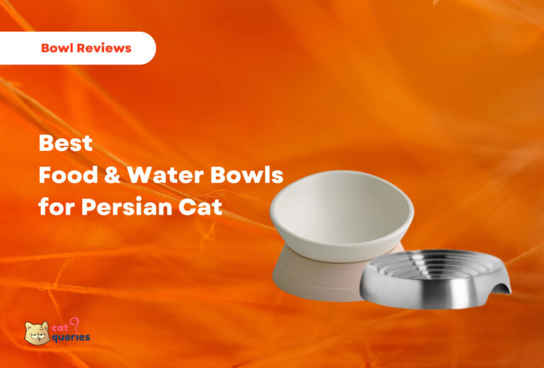 Best Food & Water Bowls for Persian Cat