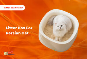 Litter Box For Persian Cat