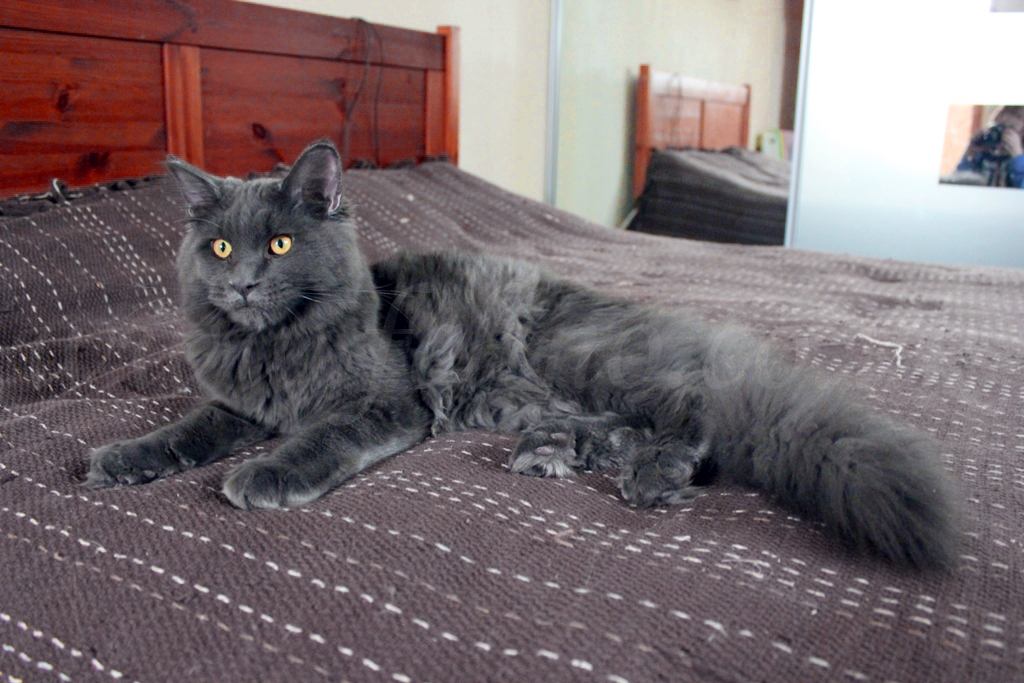 Blue grey maine coon cat