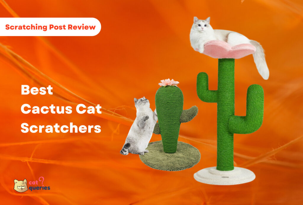 Best cactus cat scratchers